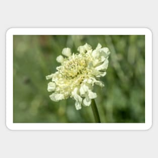 Scabiosa columbaria Sticker